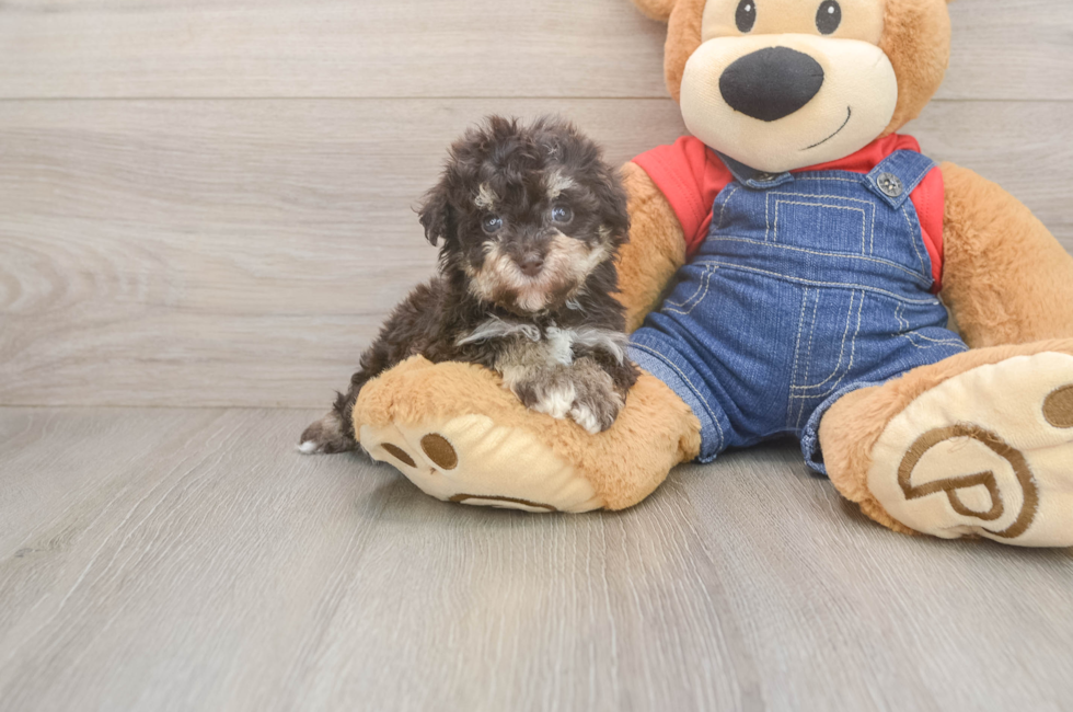 5 week old Havapoo Puppy For Sale - Simply Southern Pups