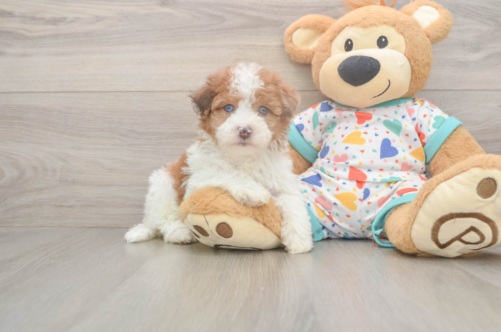 5 week old Havapoo Puppy For Sale - Simply Southern Pups