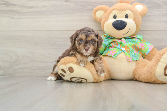 Havapoo Puppy for Adoption