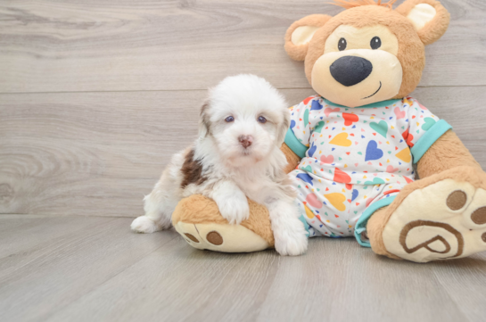 Petite Havapoo Poodle Mix Pup