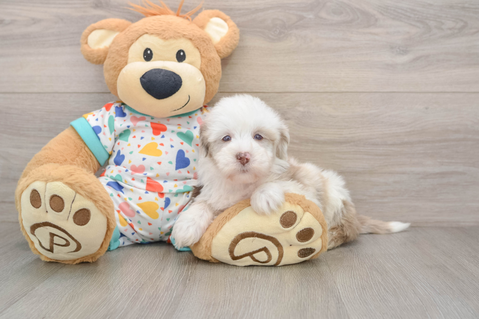 Playful Havadoodle Poodle Mix Puppy