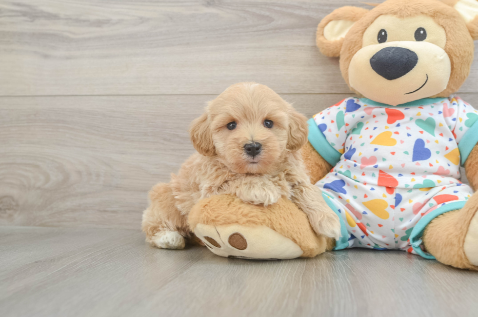 6 week old Havapoo Puppy For Sale - Simply Southern Pups