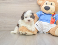 6 week old Havapoo Puppy For Sale - Simply Southern Pups