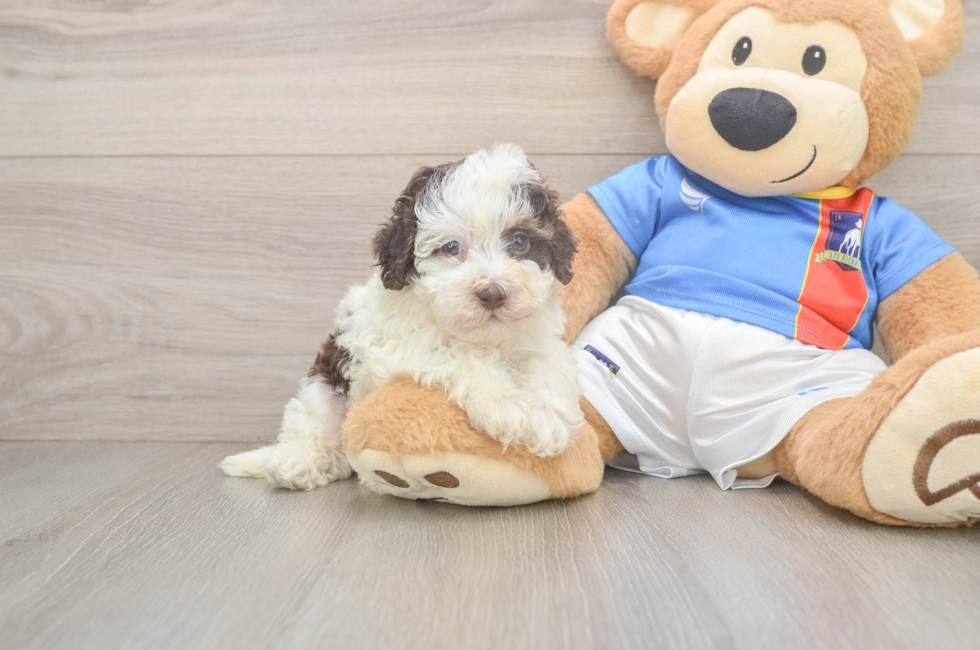 5 week old Havapoo Puppy For Sale - Simply Southern Pups