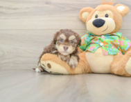 6 week old Havapoo Puppy For Sale - Simply Southern Pups