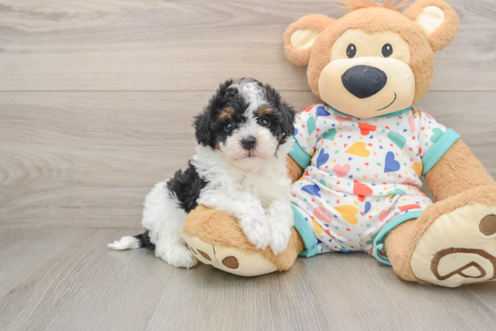 Energetic Havadoodle Poodle Mix Puppy