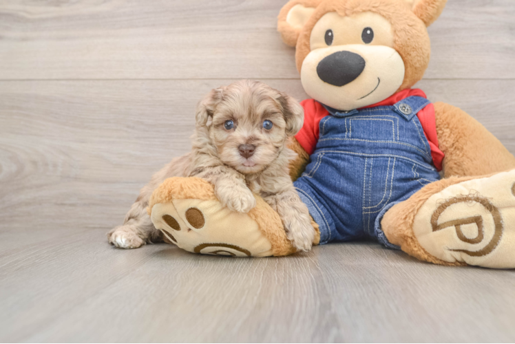 Popular Havapoo Poodle Mix Pup