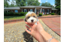 Havapoo Puppy for Adoption
