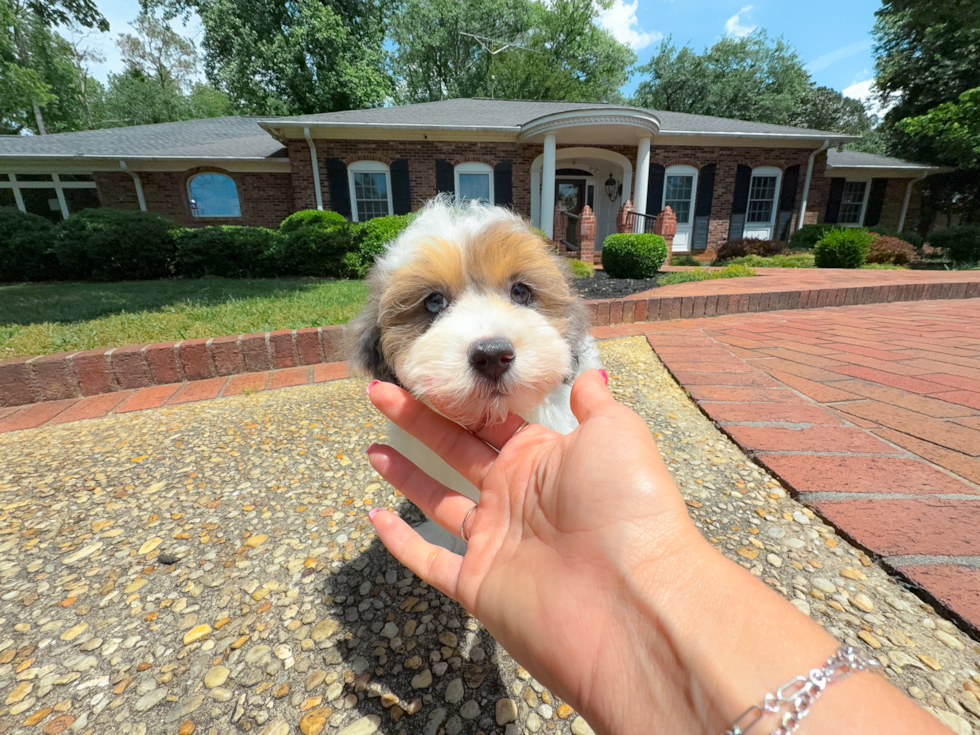 Havapoo Puppy for Adoption