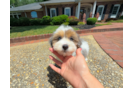 Cute Havapoo Baby