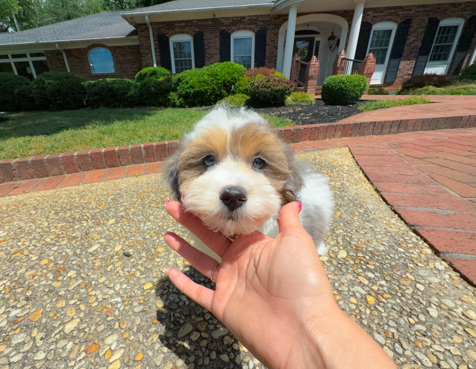 Cute Havapoo Baby