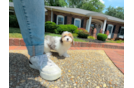 Havapoo Puppy for Adoption