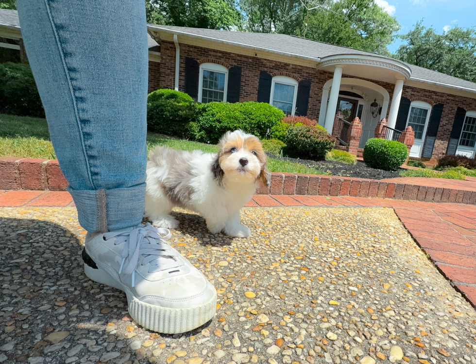 Havapoo Puppy for Adoption
