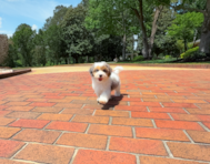 10 week old Havapoo Puppy For Sale - Simply Southern Pups