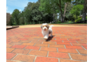 Cute Havapoo Poodle Mix Pup