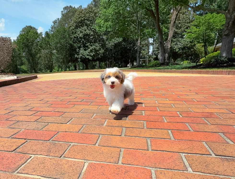 Cute Havapoo Poodle Mix Pup