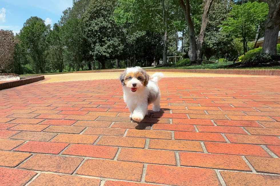10 week old Havapoo Puppy For Sale - Simply Southern Pups
