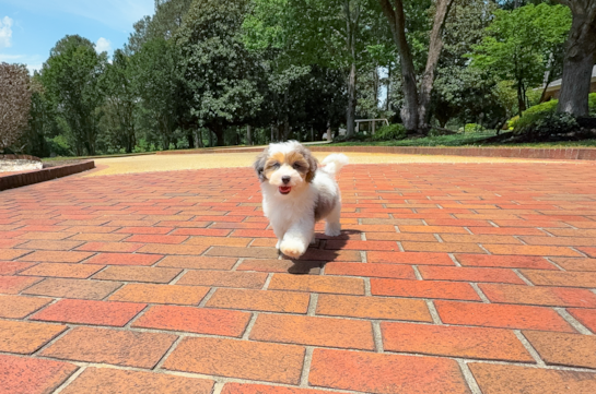 Cute Havapoo Poodle Mix Pup