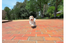 Havapoo Puppy for Adoption