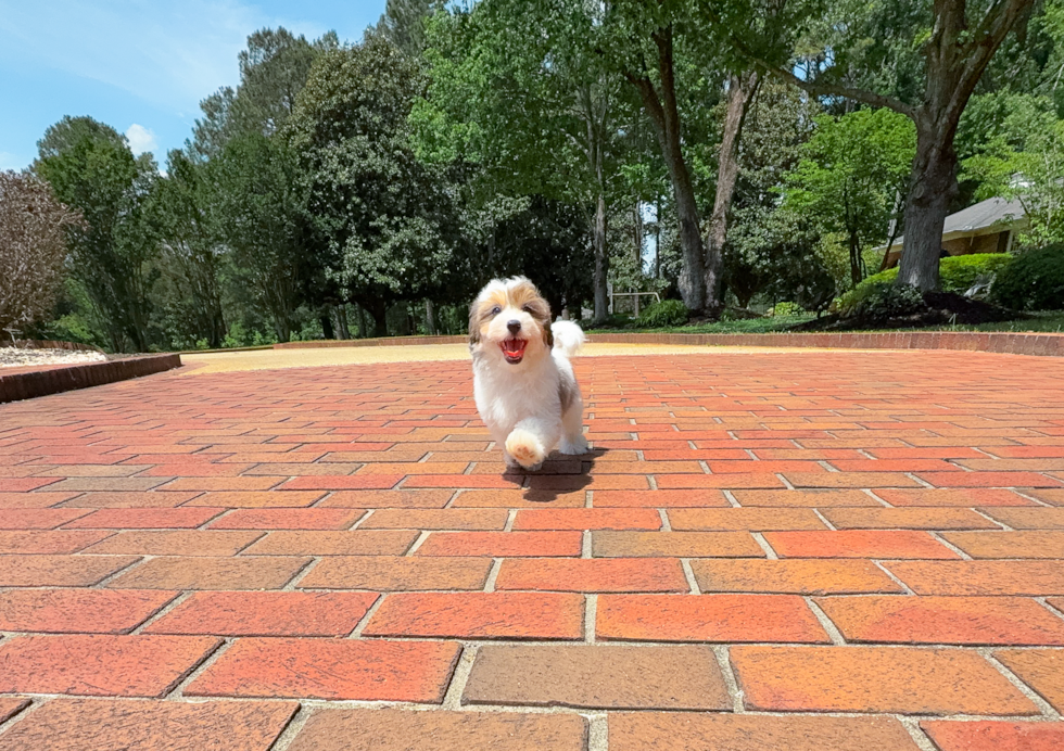 Havapoo Puppy for Adoption