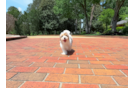 Cute Havapoo Baby