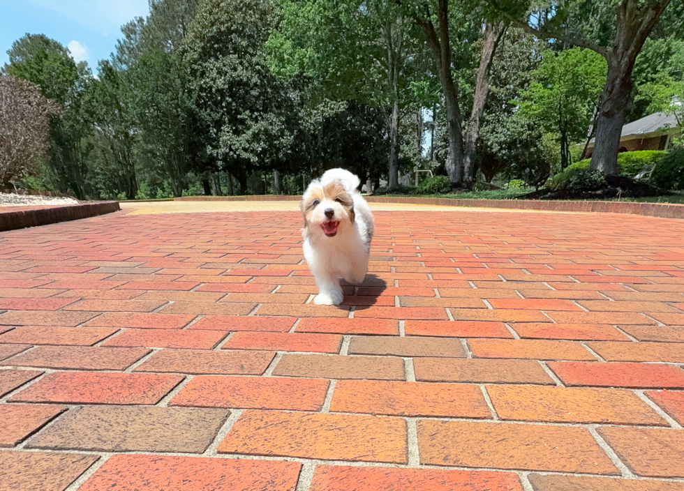 Cute Havapoo Baby