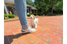 Havapoo Pup Being Cute