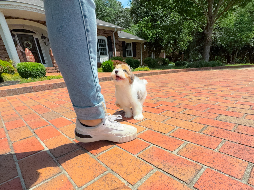Havapoo Pup Being Cute