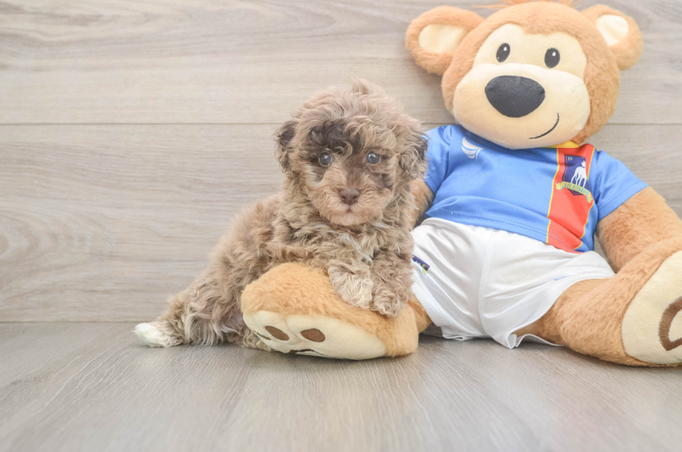 5 week old Havapoo Puppy For Sale - Simply Southern Pups