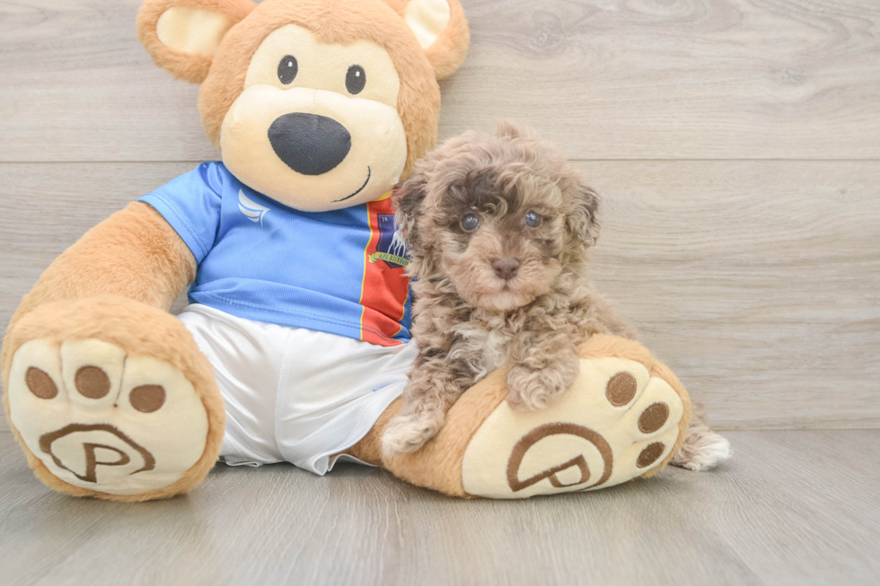 Havapoo Puppy for Adoption