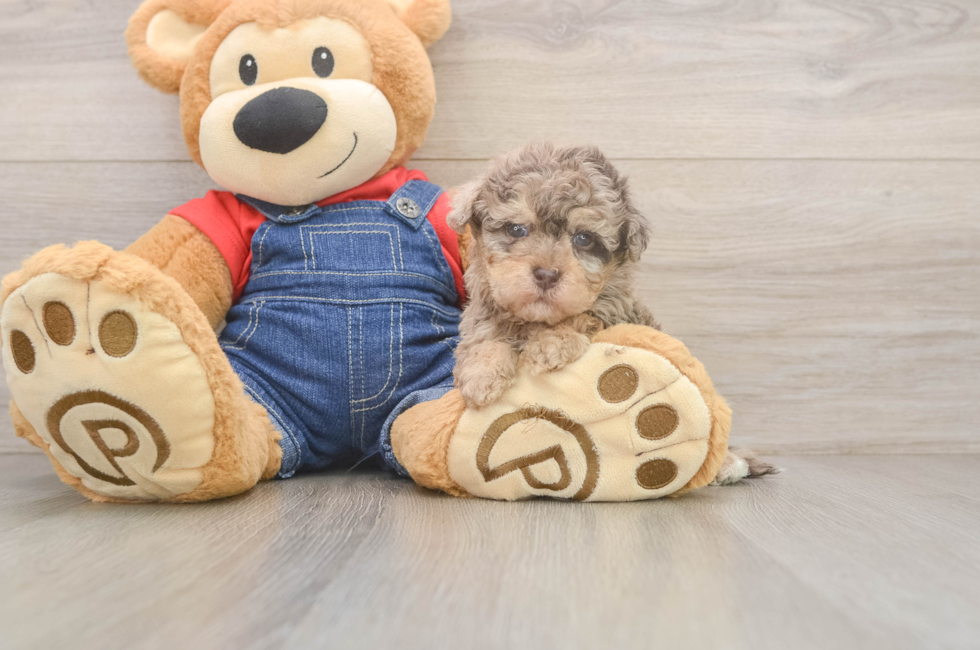 5 week old Havapoo Puppy For Sale - Simply Southern Pups