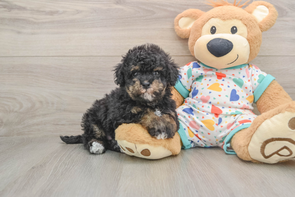 Havapoo Puppy for Adoption