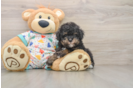 Hypoallergenic Havadoodle Poodle Mix Puppy