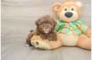 Energetic Havadoodle Poodle Mix Puppy