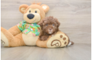 Energetic Havadoodle Poodle Mix Puppy