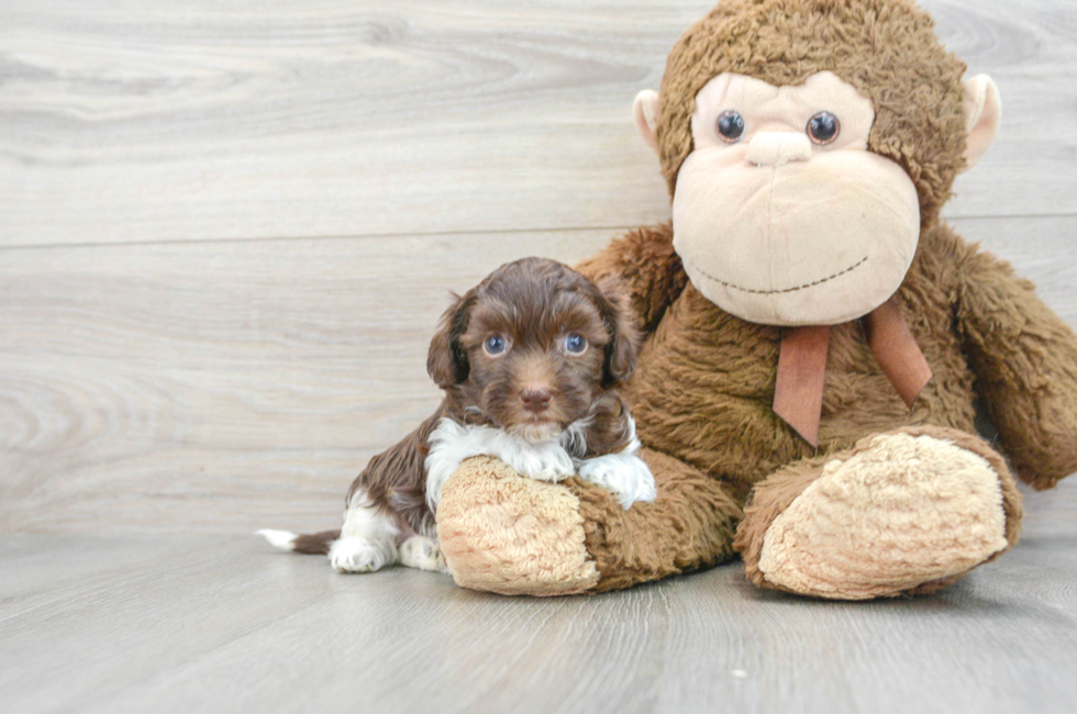 5 week old Havapoo Puppy For Sale - Simply Southern Pups