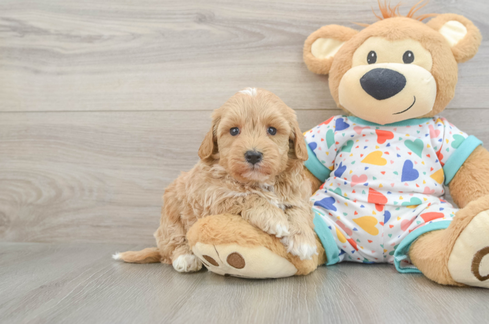 6 week old Havapoo Puppy For Sale - Simply Southern Pups