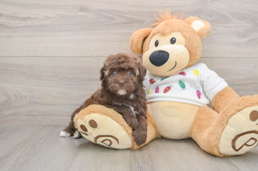 5 week old Havapoo Puppy For Sale - Simply Southern Pups