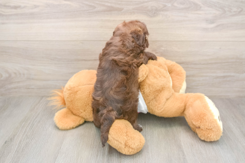 Havapoo Pup Being Cute