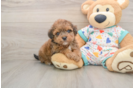 Havapoo Puppy for Adoption