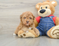 8 week old Havapoo Puppy For Sale - Simply Southern Pups