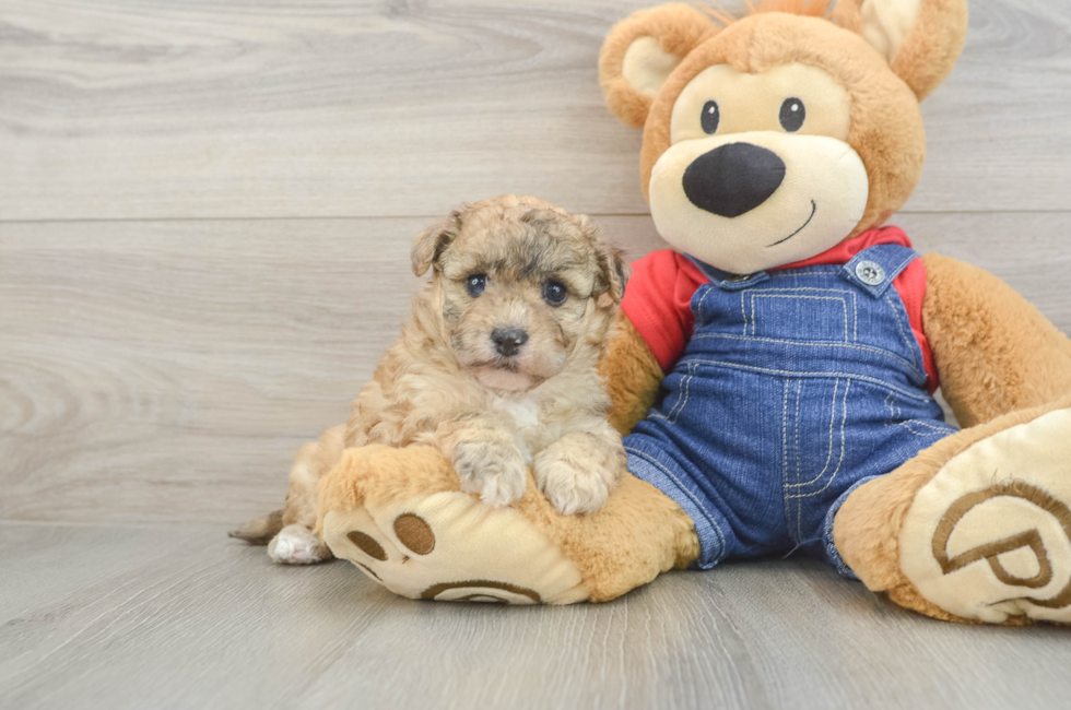 5 week old Havapoo Puppy For Sale - Simply Southern Pups