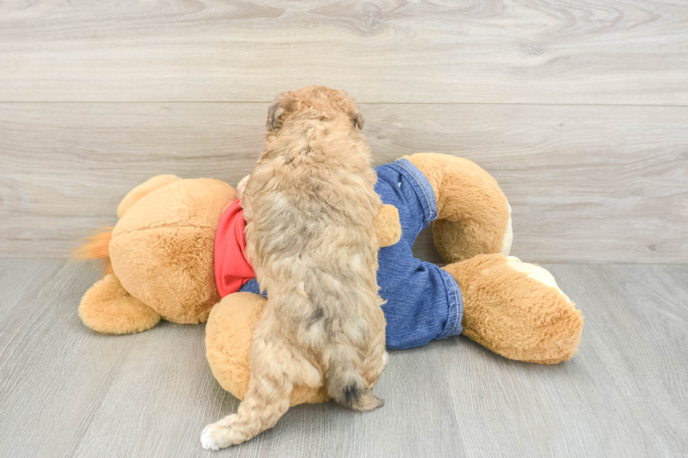 Havapoo Puppy for Adoption