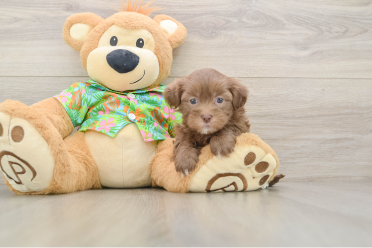 Friendly Havapoo Baby