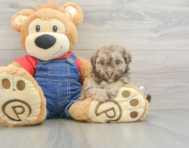 8 week old Havapoo Puppy For Sale - Simply Southern Pups