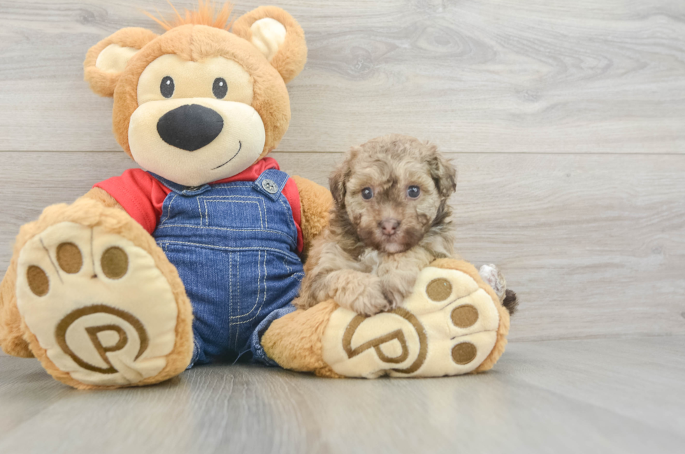 5 week old Havapoo Puppy For Sale - Simply Southern Pups