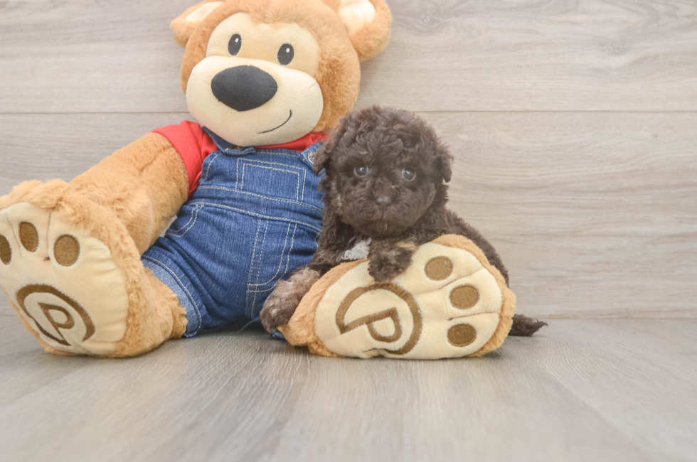 5 week old Havapoo Puppy For Sale - Simply Southern Pups