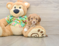 6 week old Havapoo Puppy For Sale - Simply Southern Pups