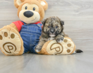 8 week old Havapoo Puppy For Sale - Simply Southern Pups
