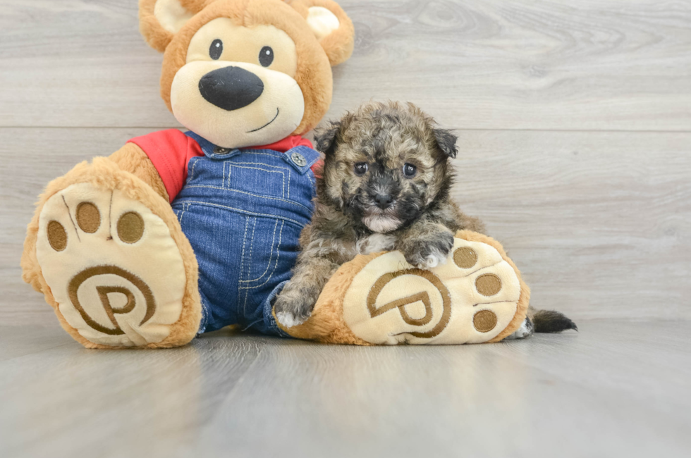 5 week old Havapoo Puppy For Sale - Simply Southern Pups
